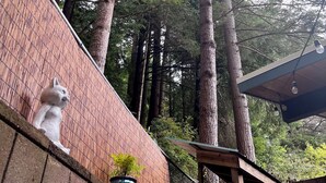Un patio in legno con un muro in mattoni, due statue di gatti bianchi, una pianta in vaso e alberi alti sullo sfondo.