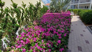Un chemin bordé de magnifiques fleurs de bougainvillier roses, qui mène à un bâtiment doté d’un toit recouvert de tuiles rouges et de balcons blancs.