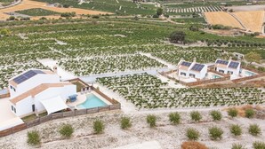 A vineyard with rows of grapevines, a swimming pool, and white buildings with solar panels.