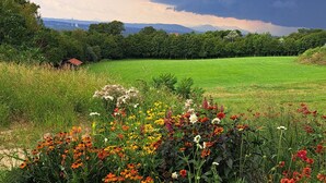 Un champ où poussent différentes sortes de fleurs, sous un ciel nuageux.