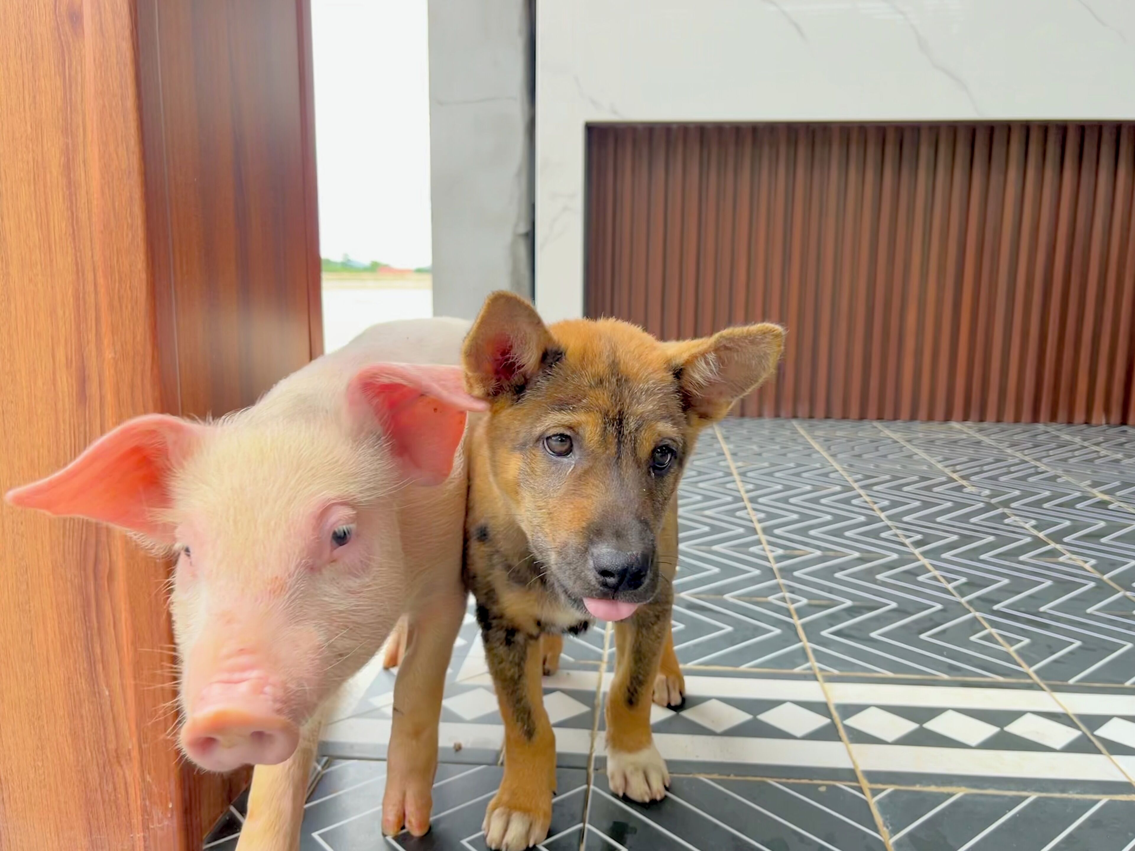 A pig and a dog standing on a patterned floor.