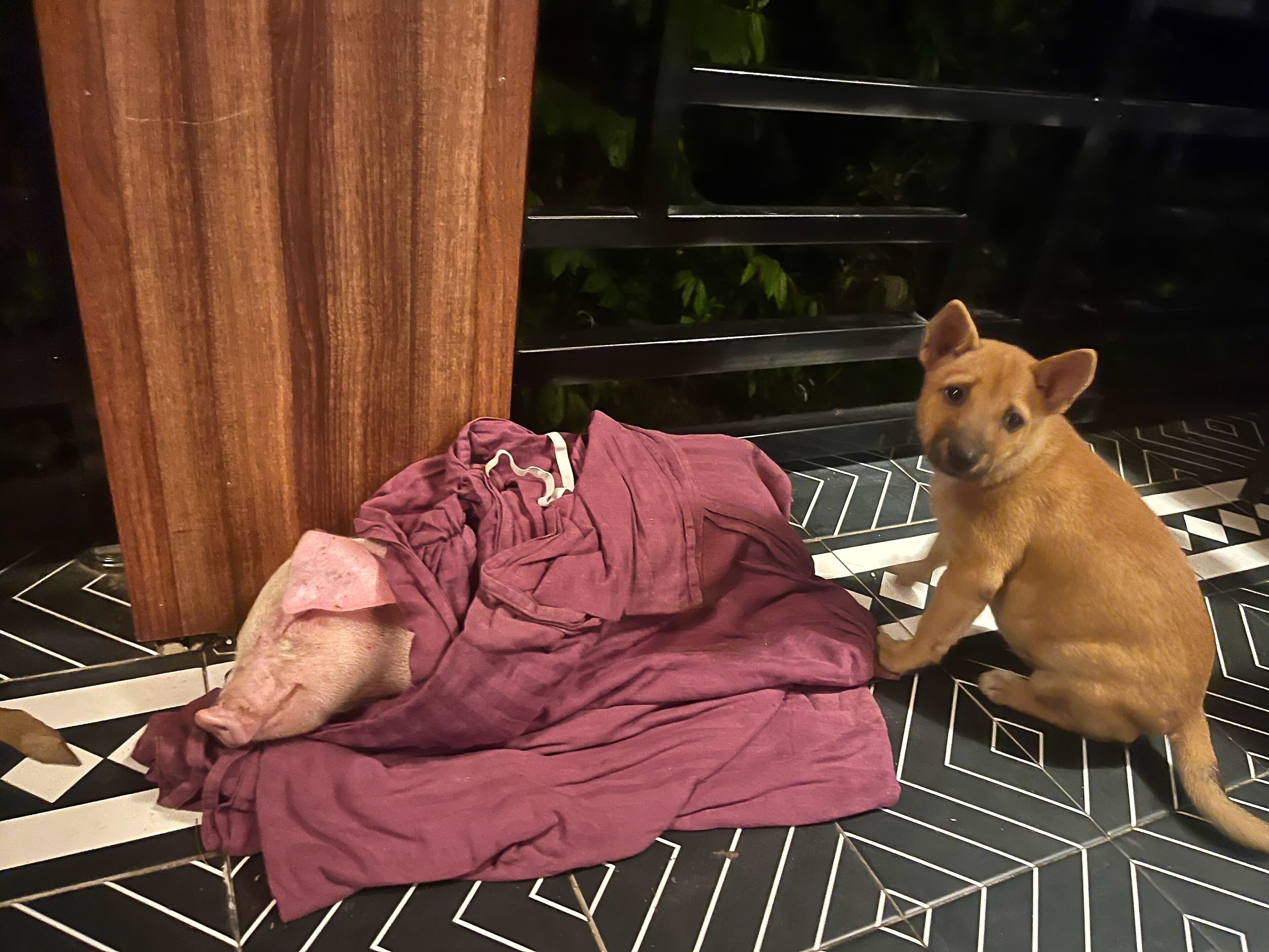 A dog sitting next to a pile of clothes on a patterned floor.
