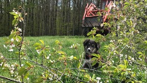 A dog sitting among blooming trees in a grassy area with a red vehicle in the background. - Farm cottage (Sainte-Christine)