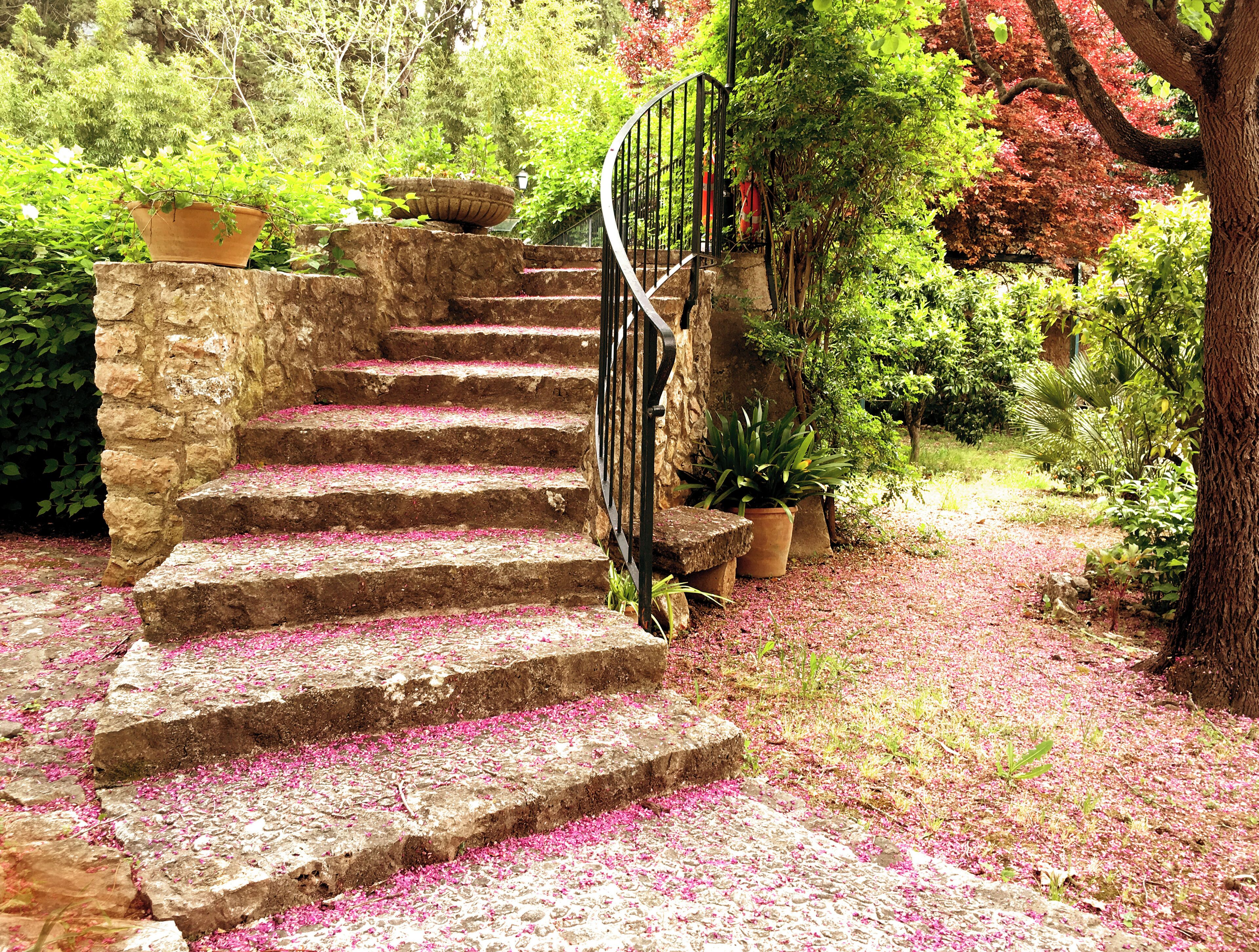 A stone staircase with pink flower petals scattered on the steps, surrounded by lush greenery and potted plants.