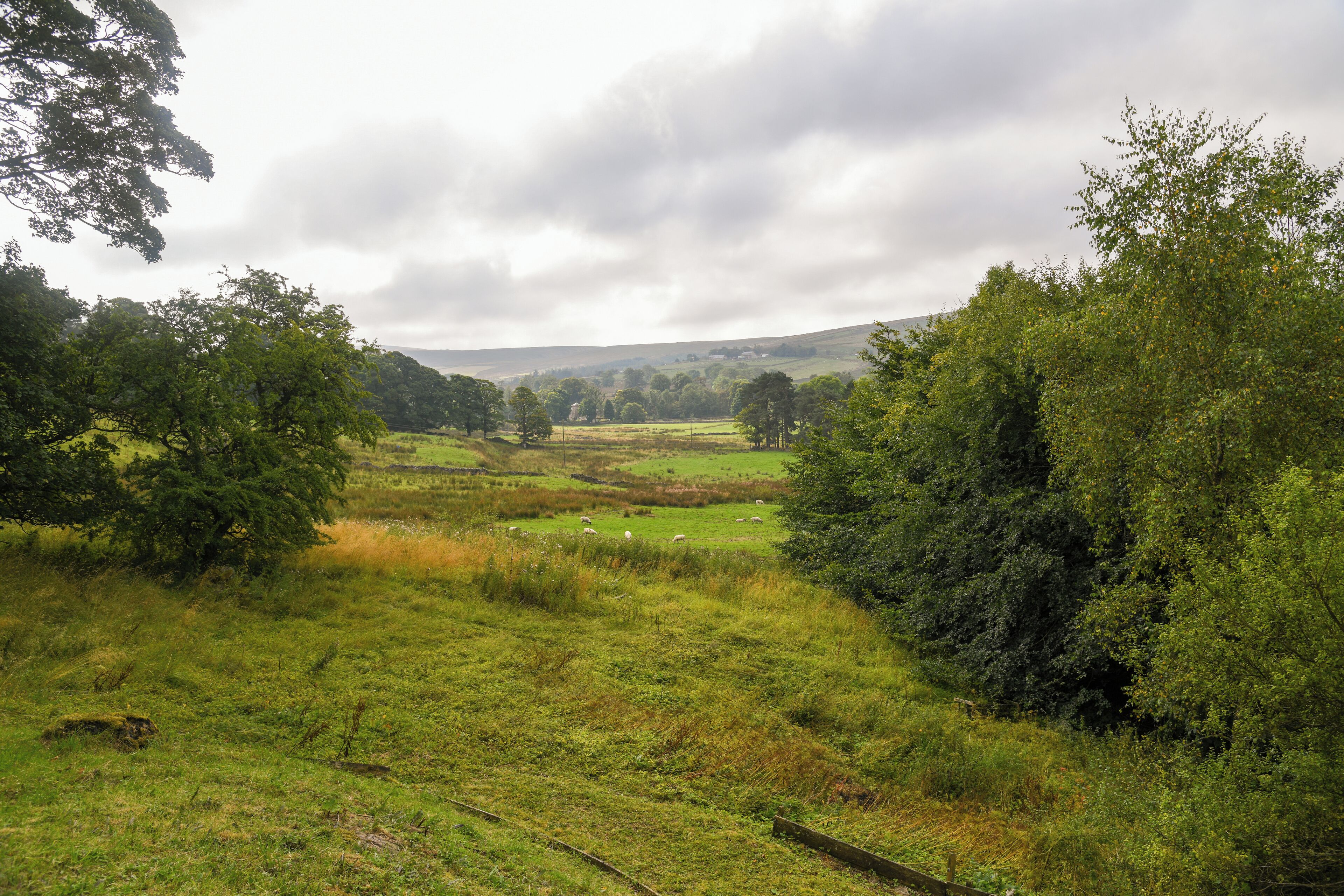 A rural landscape with a grassy field, trees, and a distant hill.