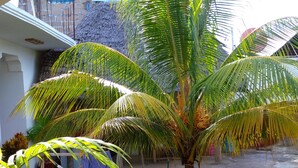 A patio with a palm tree, a thatched roof, and a view of a building with a pink roof. - Misonobarini Sweet Villa (Nungwi)