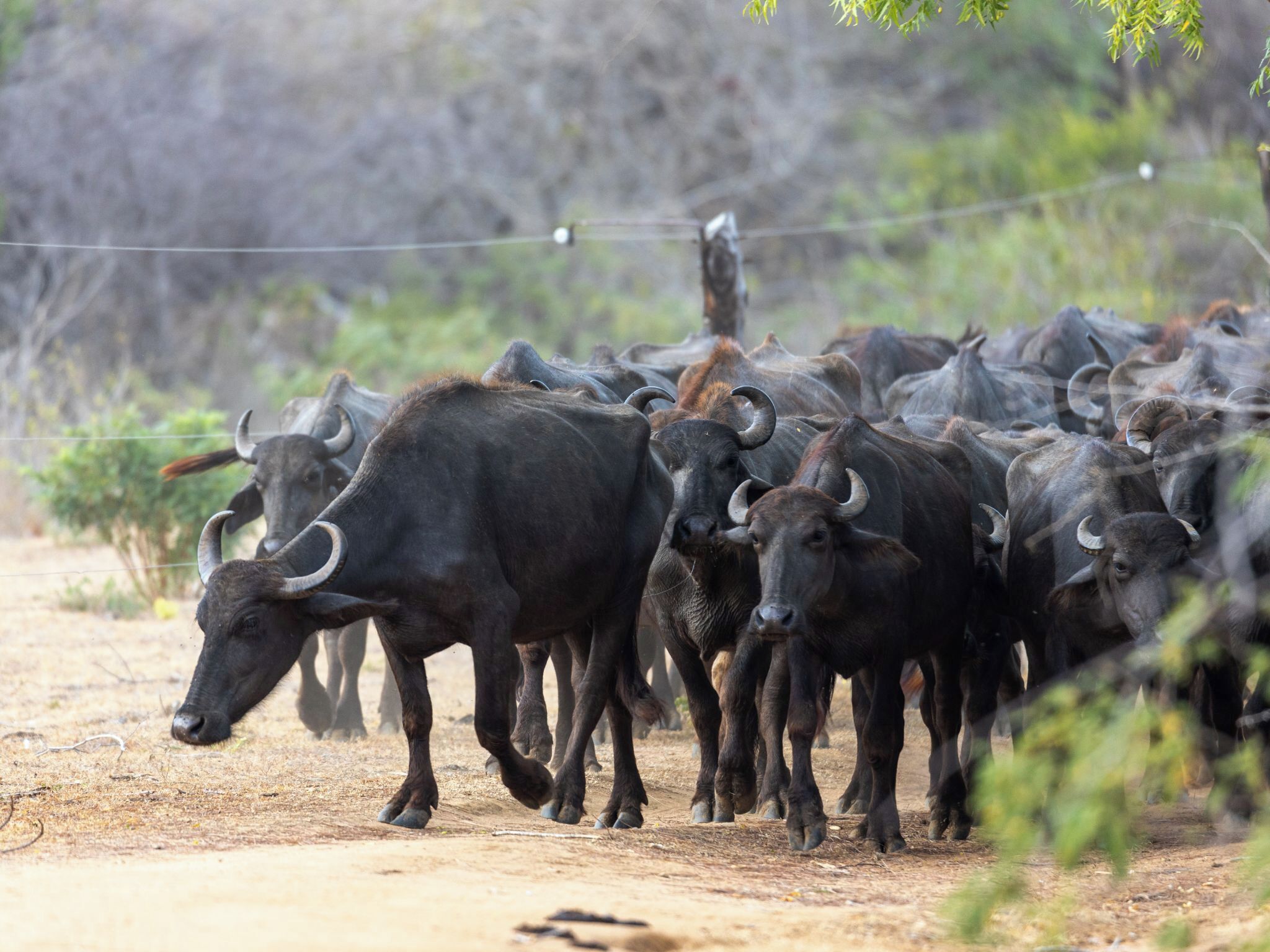 Un grupo de búfalos caminando por un sendero de tierra.