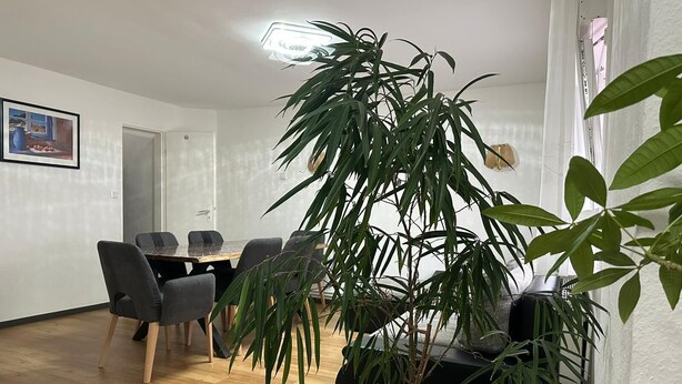 Zona de menjador amb taula i cadires, una planta en test i un lluminari fixat a la paret.