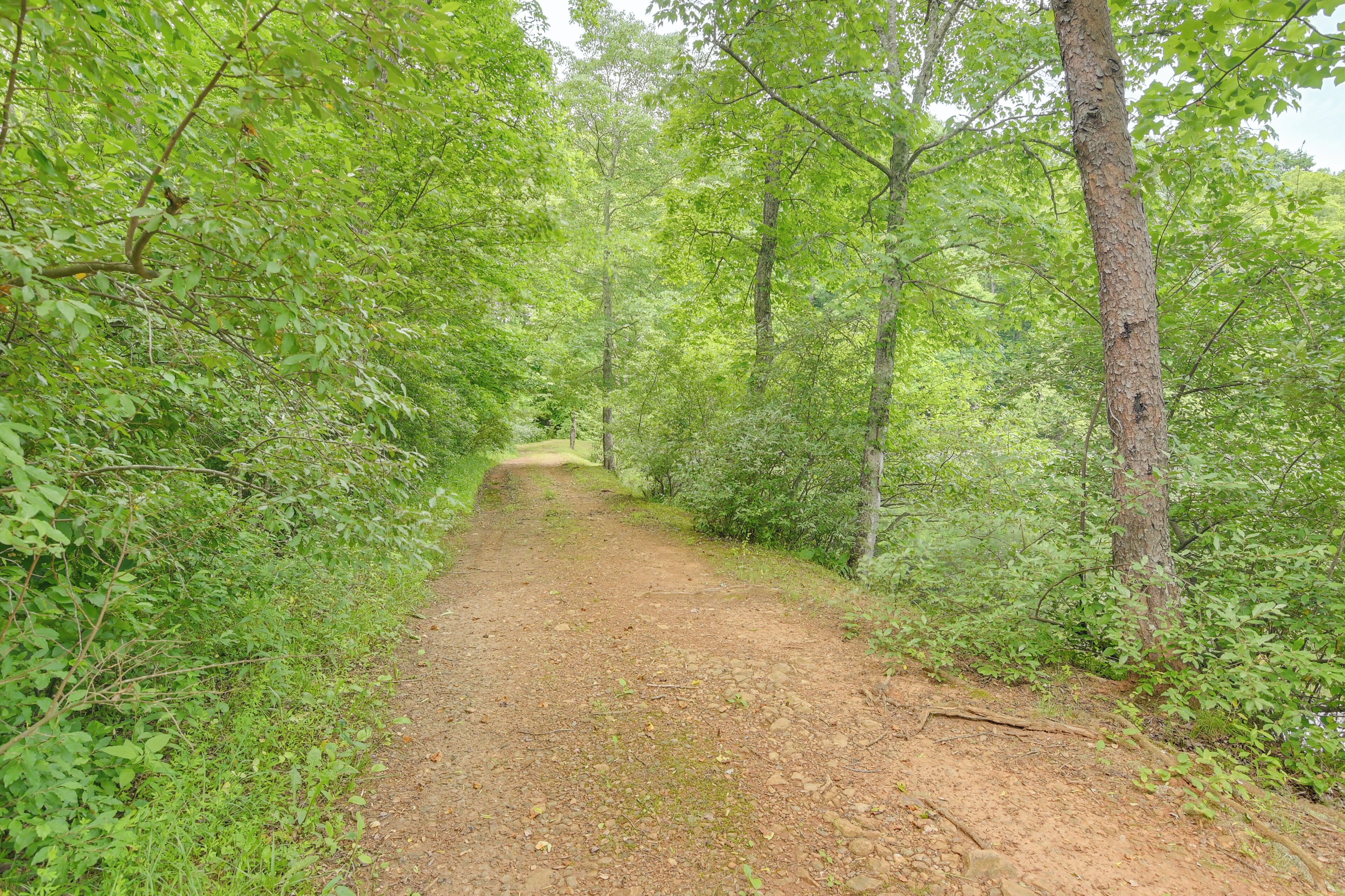 A dirt path surrounded by dense green foliage.