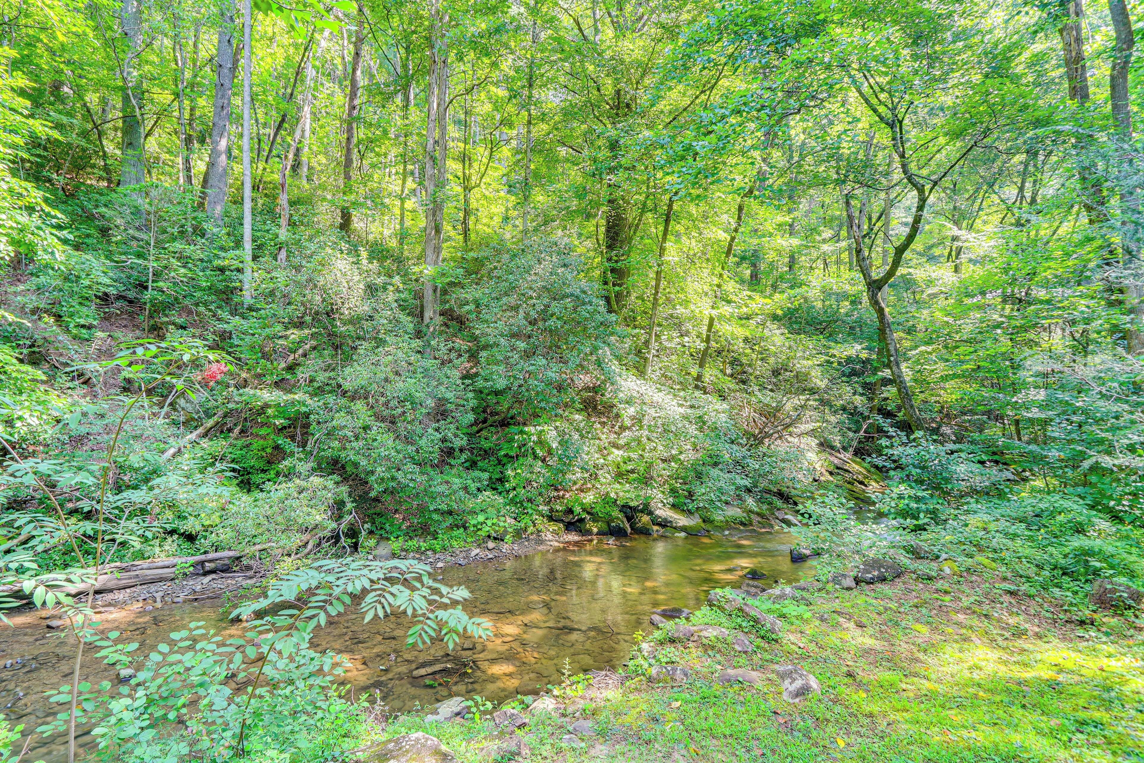 A forest stream surrounded by dense greenery and trees.