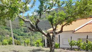 A garden with lavender plants, a tree, and a building with a tiled roof.