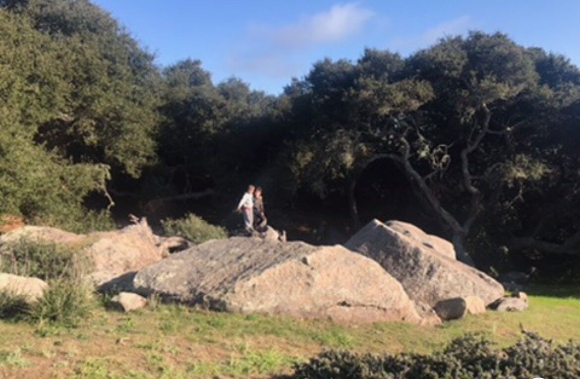 A natural outdoor setting with large rocks and dense trees.