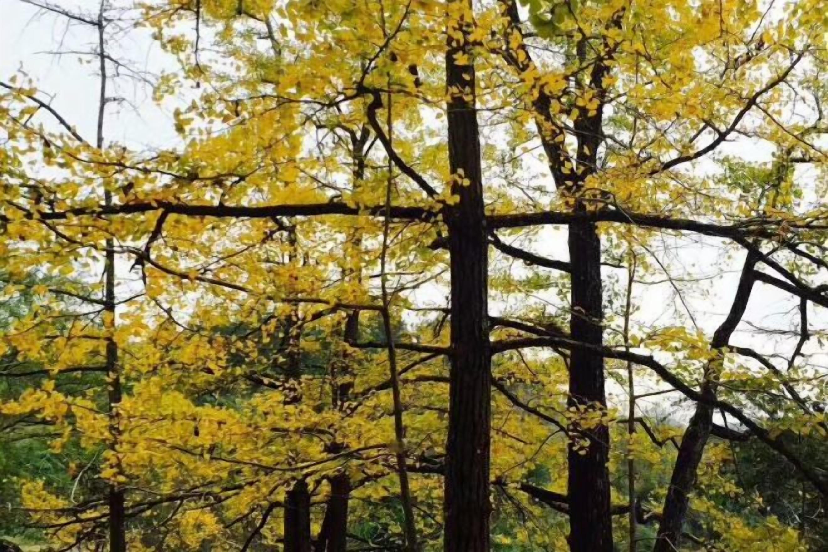 A forest with tall trees and yellow foliage.