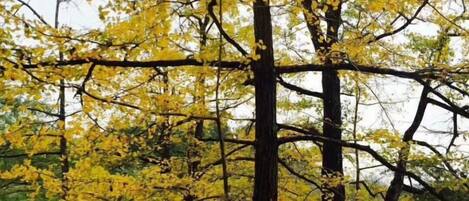 A forest with tall trees and yellow foliage.