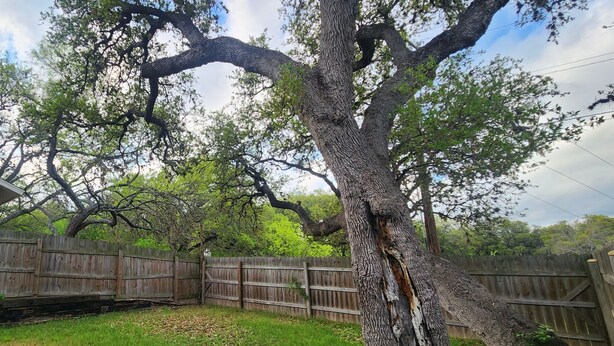 A large tree with a thick trunk and sprawling branches in a backyard. - Warm & Cozy Home Near SeaWorld/Fiesta TX/Lackland AFB (San Antonio)