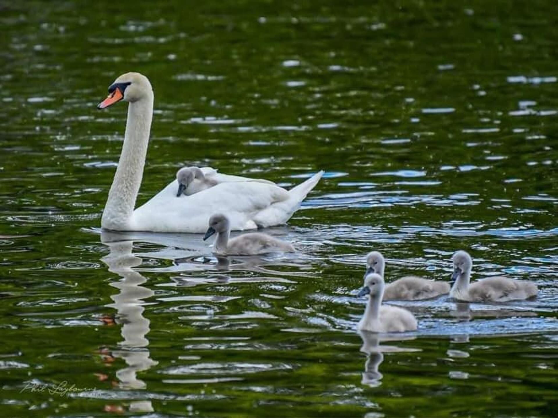 A swan swimming with its cygnets in a body of water.
