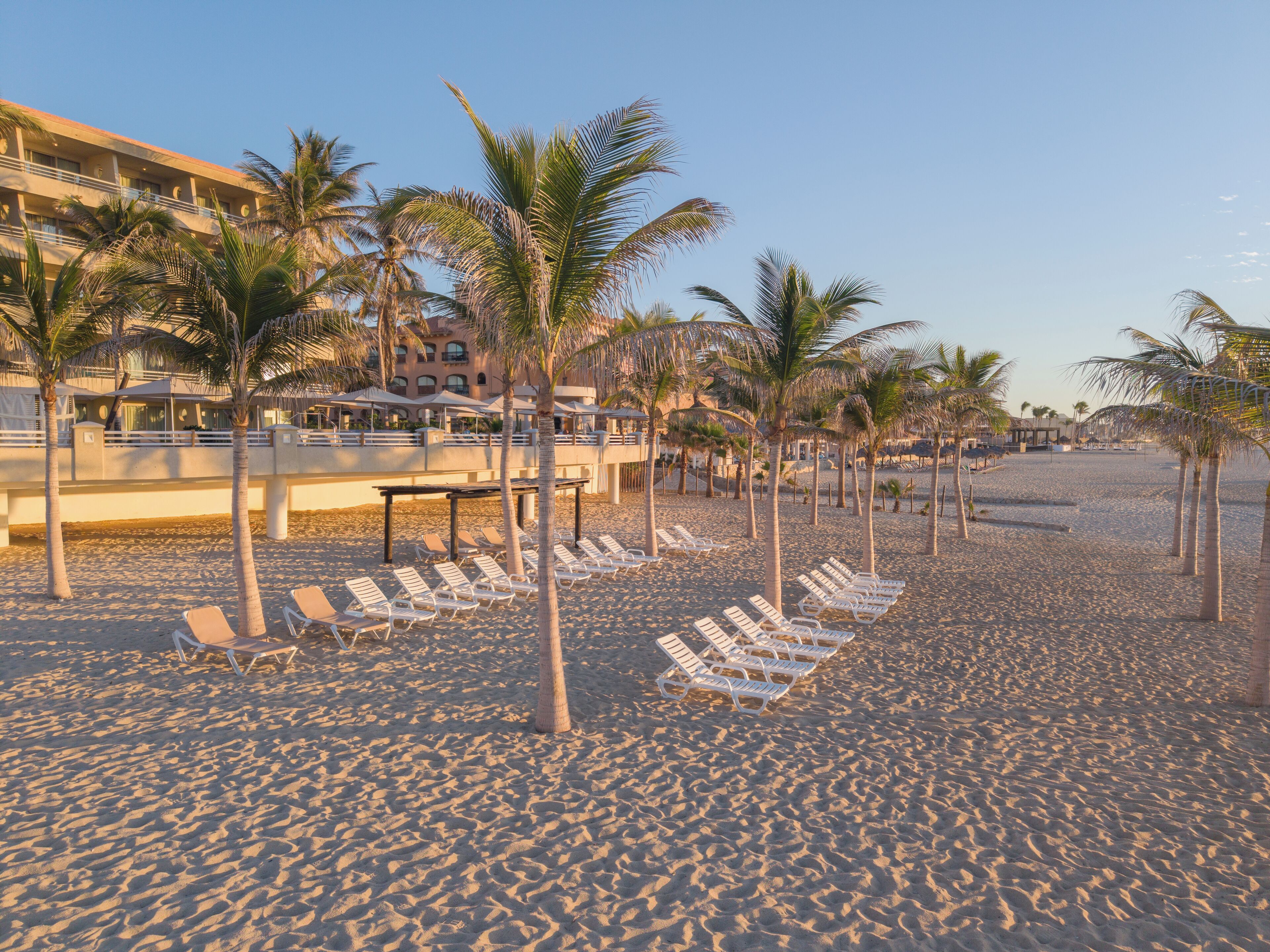 A beach with rows of white lounge chairs and palm trees.
