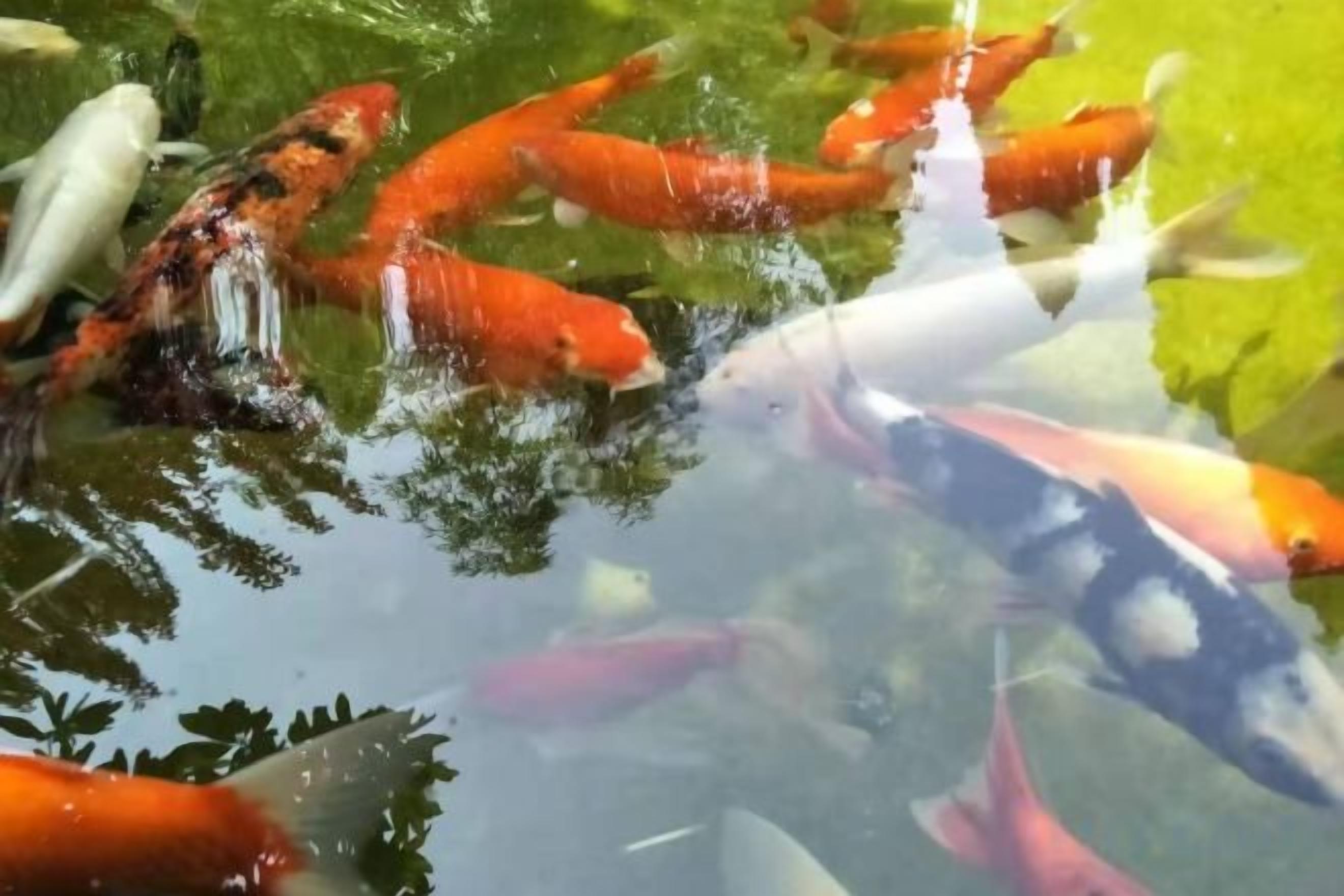 A pond with various fish, including koi and goldfish.