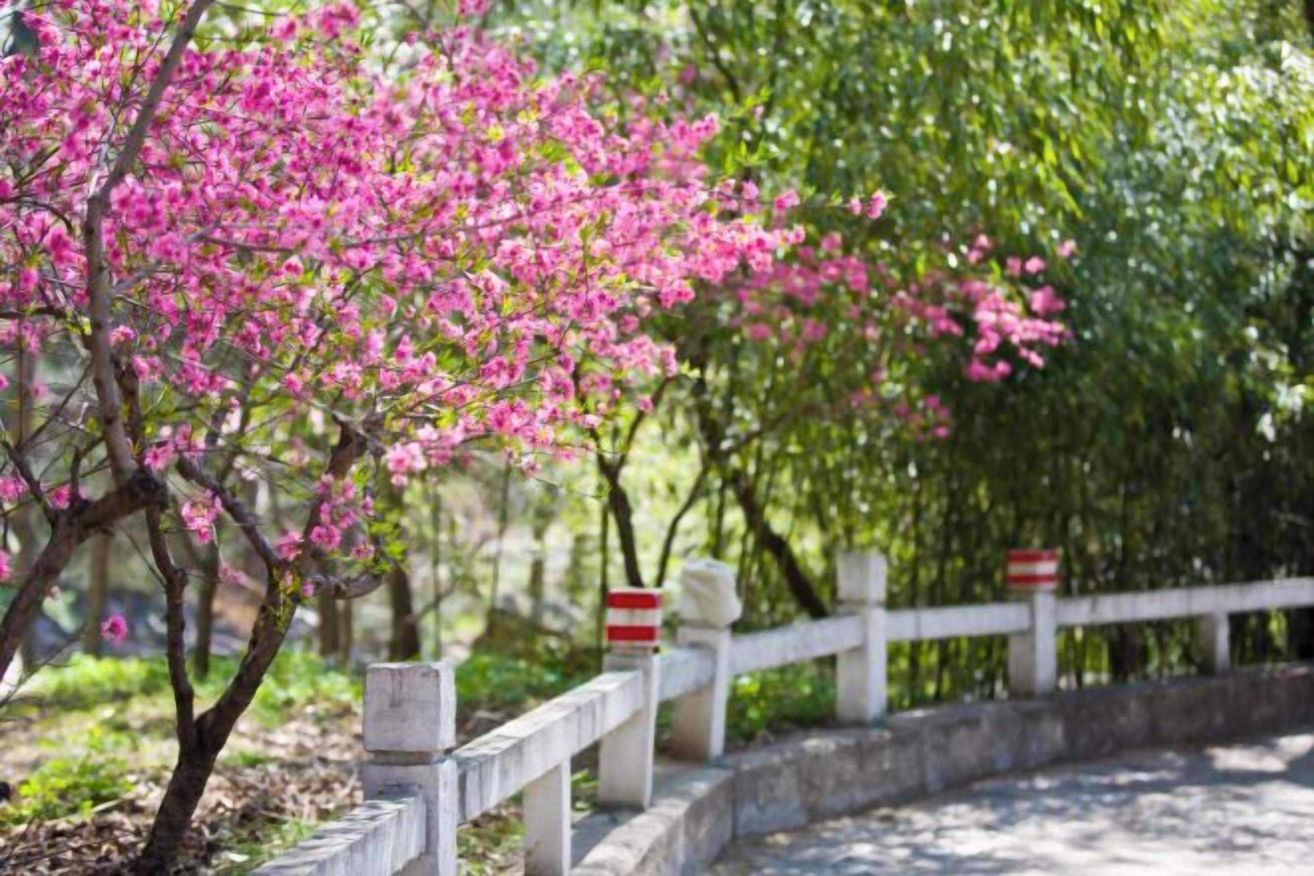 A pathway lined with a white fence and a stone wall, leading through a park with blooming pink trees.
