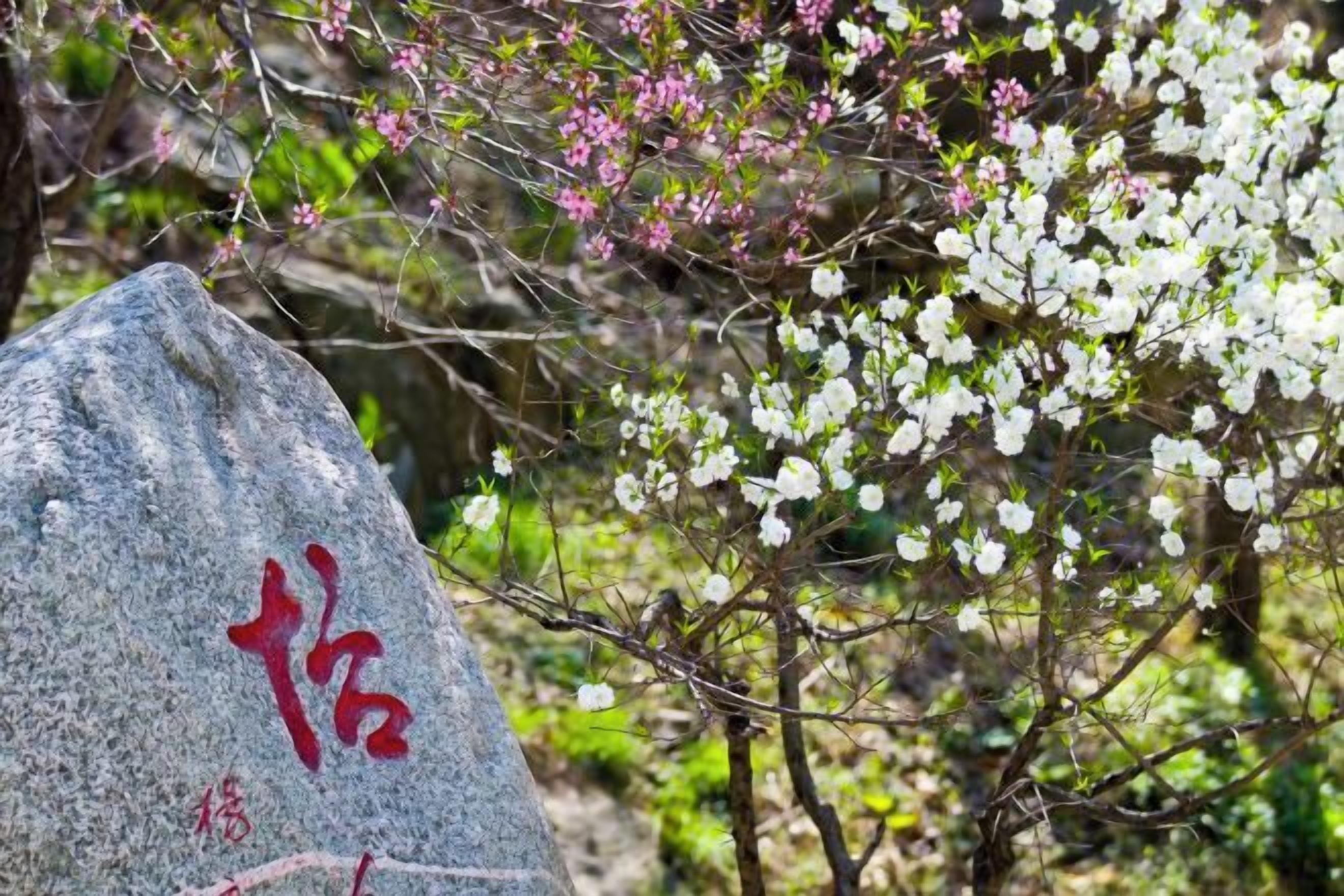 A stone with red characters, surrounded by blooming trees.