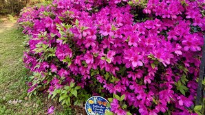 Una casa con un jardín lleno de flores rosadas y un cartel que indica que es un jardín apto para polinizadores.