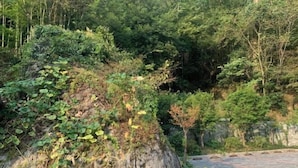 Un paisaje natural con un afloramiento rocoso cubierto de vegetación, una zona pavimentada y un bosque denso al fondo.