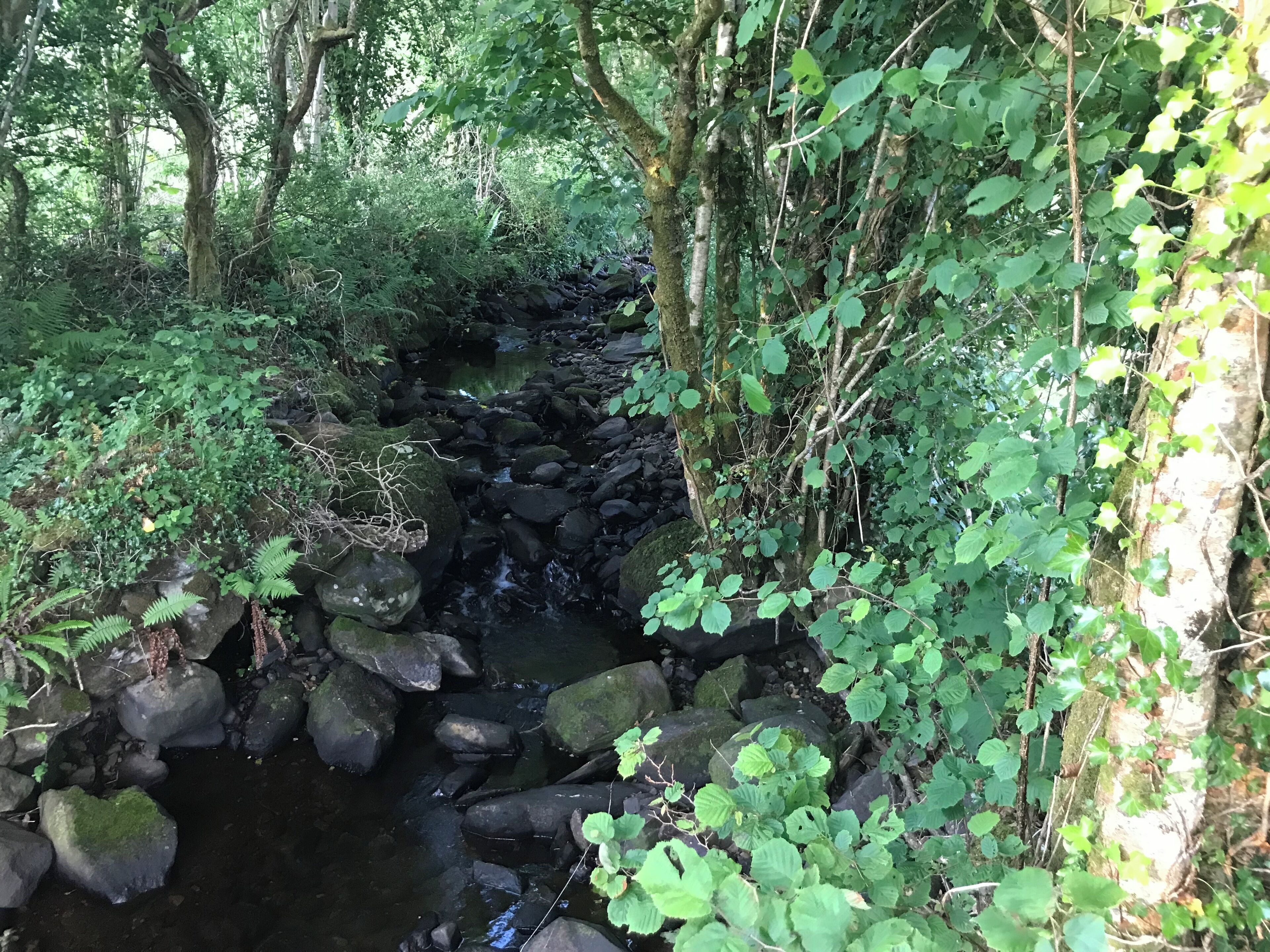 Un arroyo serpentea por una zona boscosa con rocas y abundante vegetación.