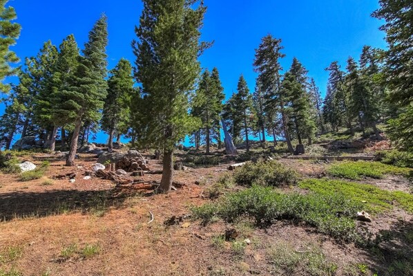 A forested area with trees and a clear sky.
