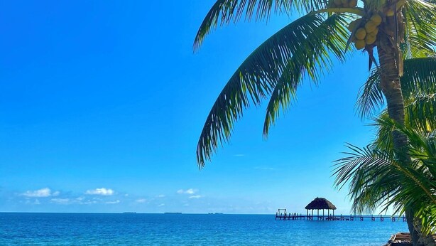 A beach with clear blue water, a palm tree, and a wooden dock. - Luxurious 2BR Beachfront shared Pool & Modern (Placencia)