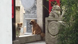A stone structure with a lion statue and a dog sitting on a ledge. - Dongli Yashe Hotel (Jing County)