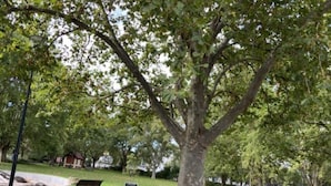 Un parque con un árbol grande, un banco y un cartel en un poste.