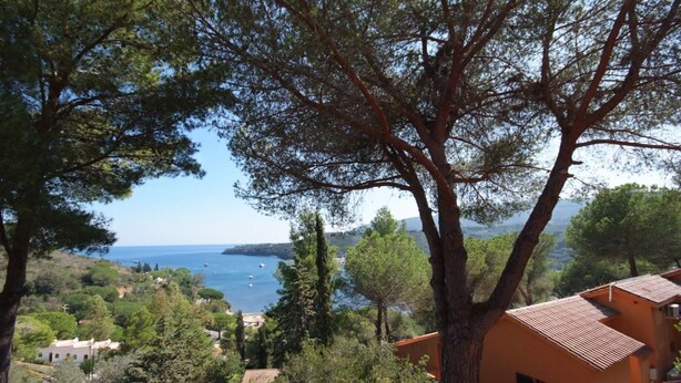A coastal view with a large tree, a building with a red roof, and a clear sky.