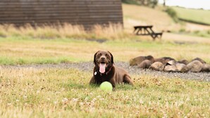 A dog lying on grass with a wooden structure and a picnic table in the background. - Rural Cosy Cabin With Beautiful Views Over Fife (Leven)