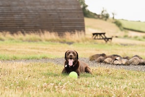 En hund ligger på græs med en trækonstruktion og et picnicbord i baggrunden.
