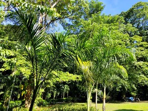 Interior - Hotel Nature Lodge (Cahuita)