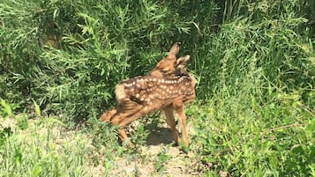 3 makuuhuonetta, tallelokero huoneessa, silitysrauta/-lauta