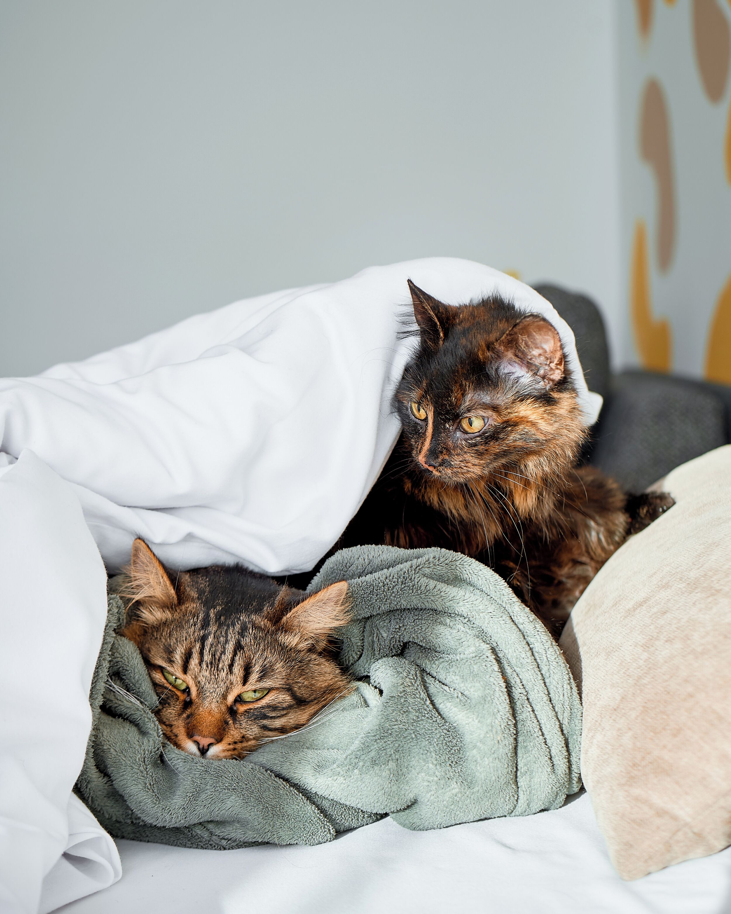 Ein Bett mit einer Decke und zwei Katzen.