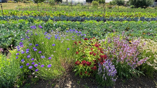 A vegetable garden with various plants and flowers. - Historic Cottage at Ridgewood Ranch, Home of Seabiscuit (Willits)