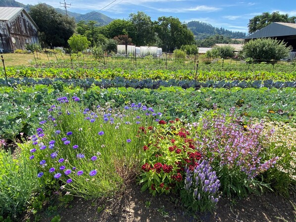 A vegetable garden with various plants and flowers. - Historic Cottage at Ridgewood Ranch, Home of Seabiscuit (Willits)