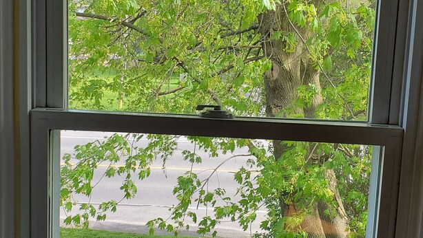 Une fenêtre donnant sur un arbre et une zone herbeuse.