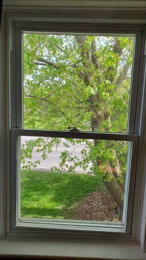 Una ventana con vista a un árbol y un área cubierta de césped.