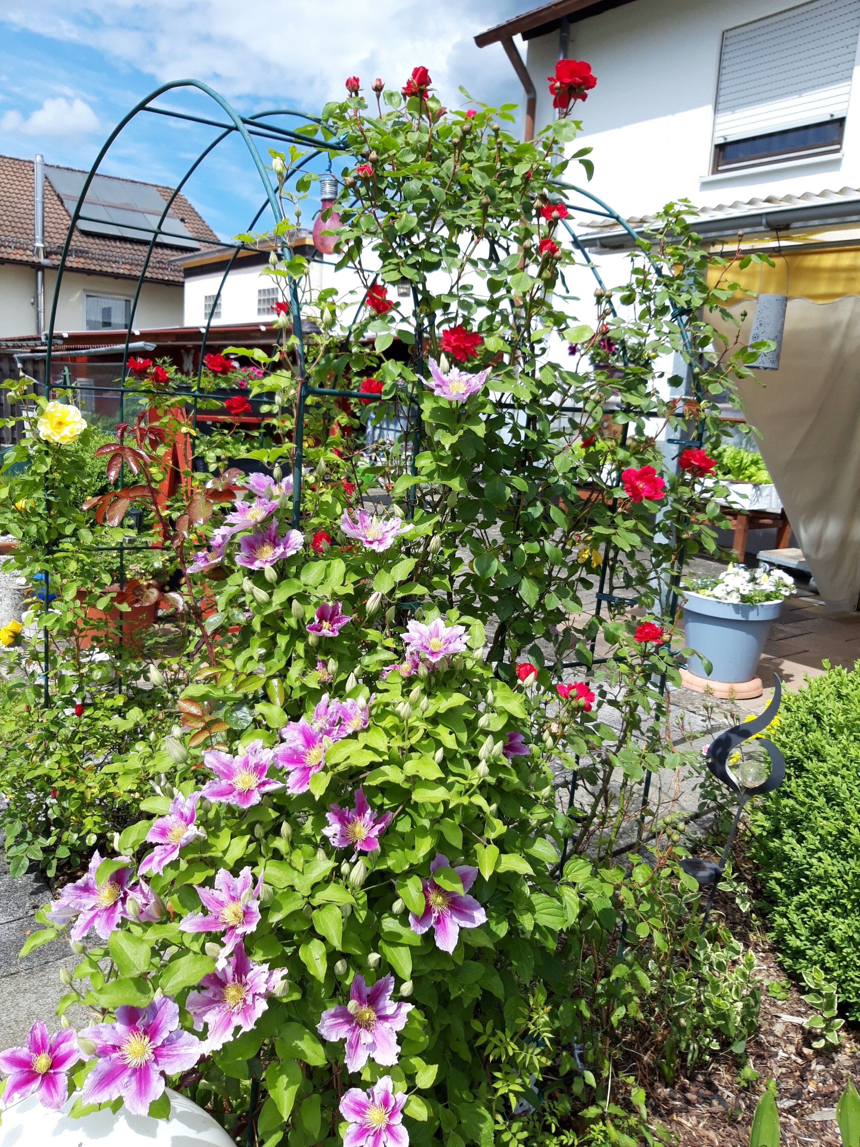 A garden with various flowering plants and a metal trellis structure.