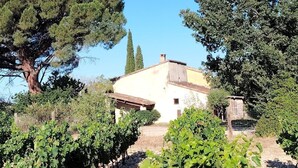 Viñedo con hileras de vides, un edificio de techo inclinado y un árbol grande al fondo.