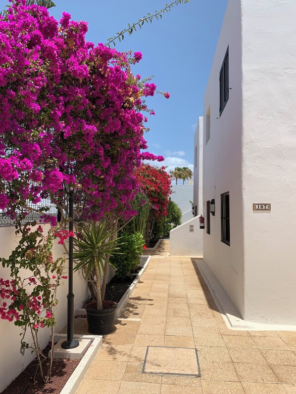 Stroll through the serene corridor lined with lush greenery and potted plants, leading to the entrance of this charming building.