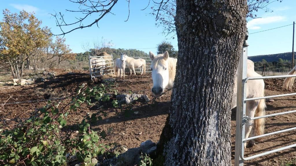 Een omheind buitengebied met paarden, bomen en een onverharde grond.