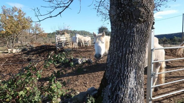 Un espacio al aire libre cercado, con caballos, árboles y suelo de tierra.