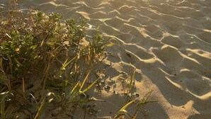 Ein Strand mit untergehendem Sonnenuntergang ĂŒber dem Meer, SanddĂŒnen und einem Holzzaun.