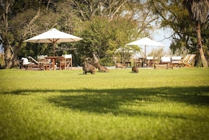 Un espacio al aire libre con césped, sillones de descanso y sombrillas, rodeado de árboles.