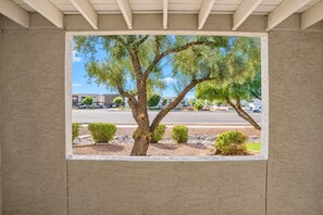 A view through a window with a large tree and small bushes, a paved area, and a distant road with cars.