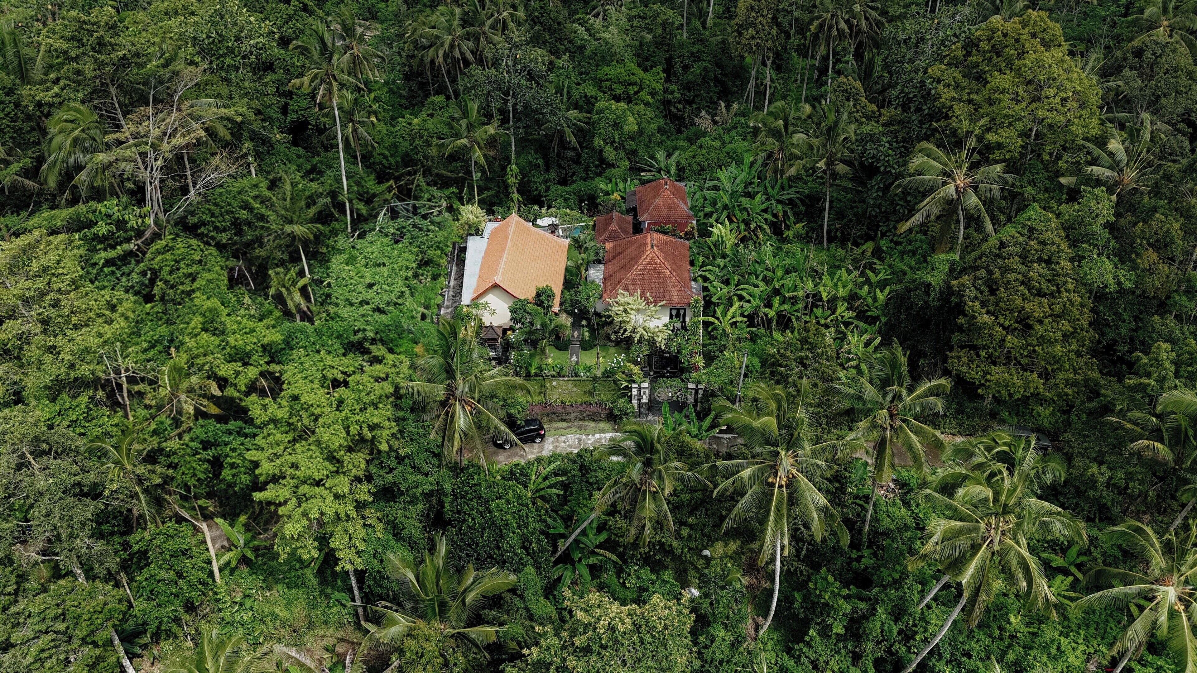A house surrounded by dense tropical vegetation.